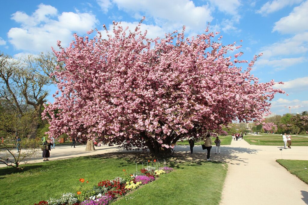 1280px-Jardin_des_plantes_en_fleurs_a_Paris_le_3_avril_2017_-_31-1024x682 Florada Das Cerejeiras Em Paris - 9 lugares para apreciar