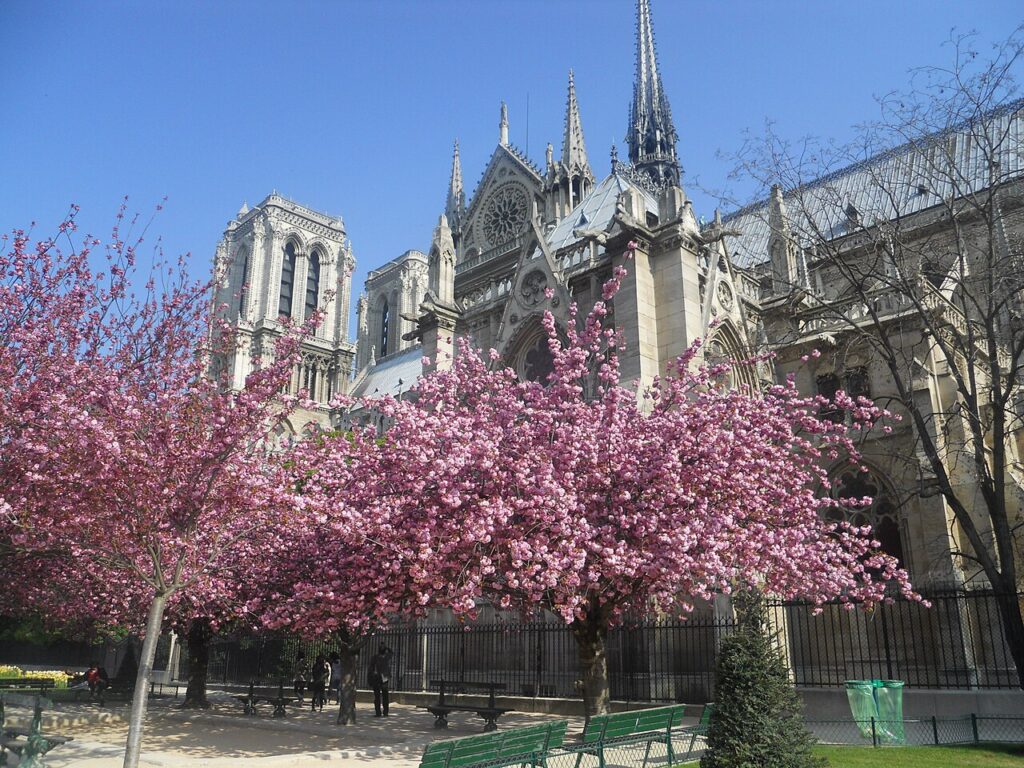 Notre_Dame_Cathedral_Cherry_Blossoms-1024x768 Florada Das Cerejeiras Em Paris - 9 lugares para apreciar