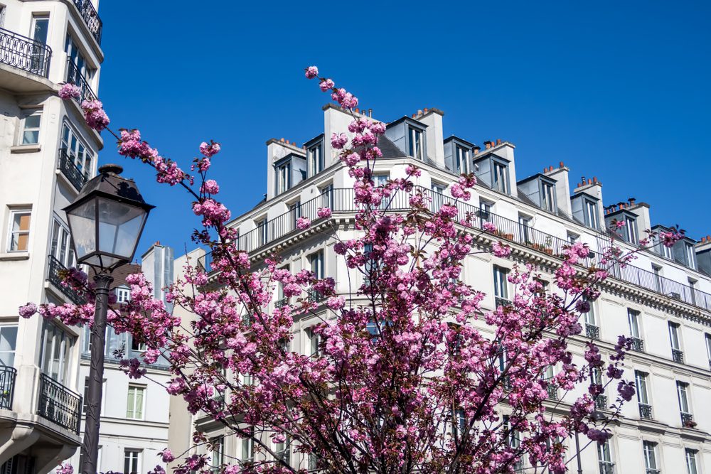 shutterstock_1358170814 Florada Das Cerejeiras Em Paris - 9 lugares para apreciar