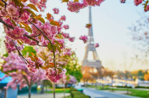 Florada das Cerejeiras em Paris