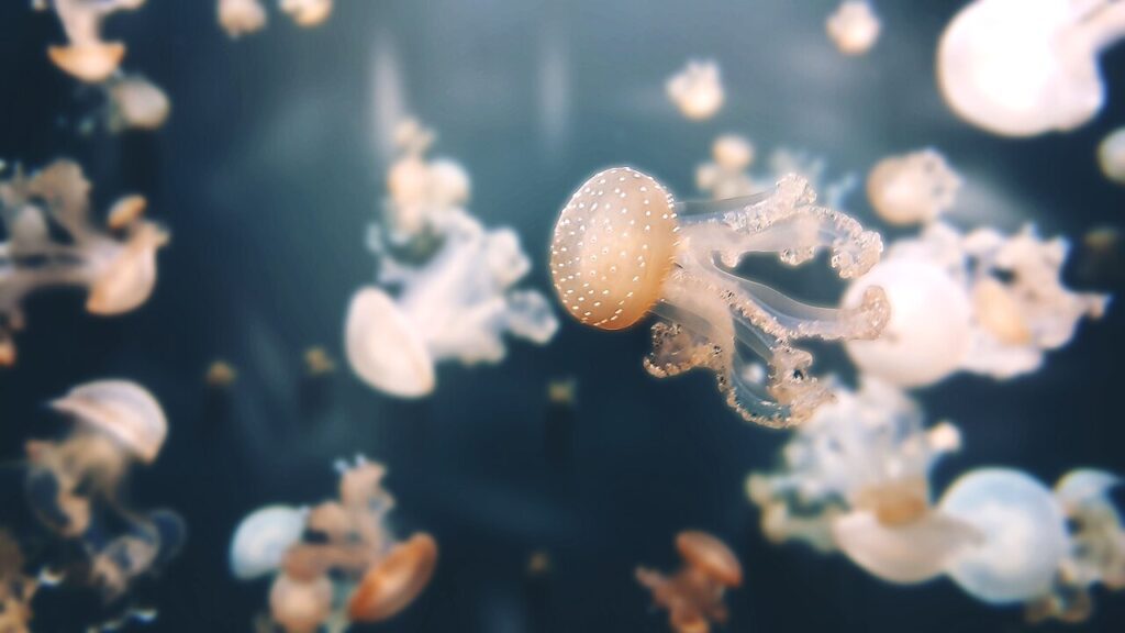 1280px-Meduser_in_Paris_aquarium_Unsplash-1024x576 🌧️ Paris com Chuva – 20 lugares para visitar