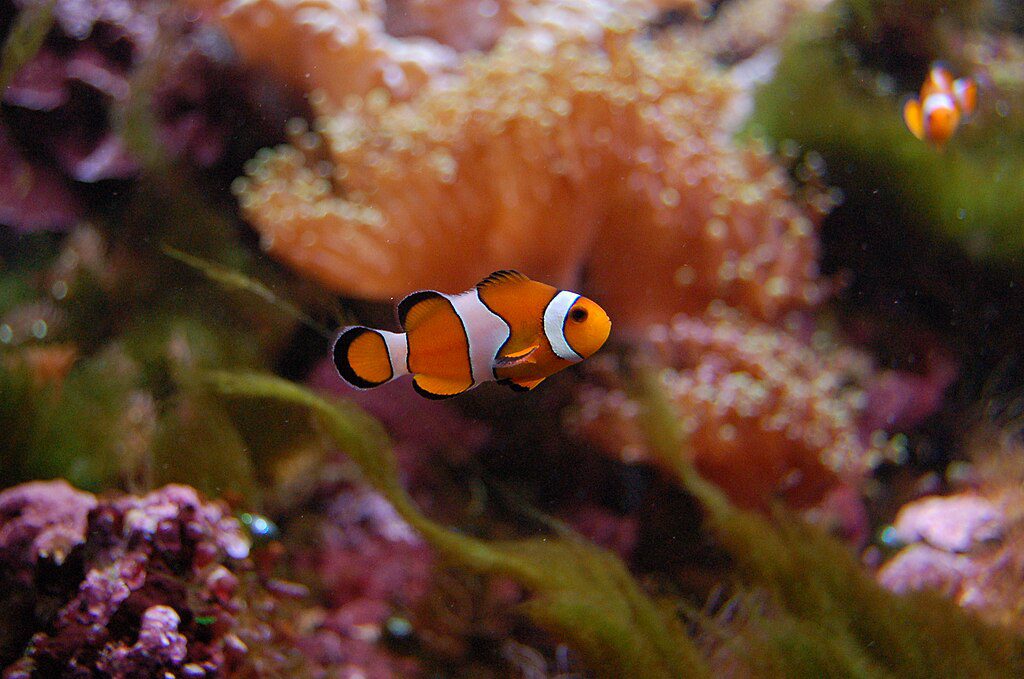 Aquarium-Tropical-no-Palais-de-la-Porte-Doree 🌧️ Paris com Chuva – 20 lugares para visitar