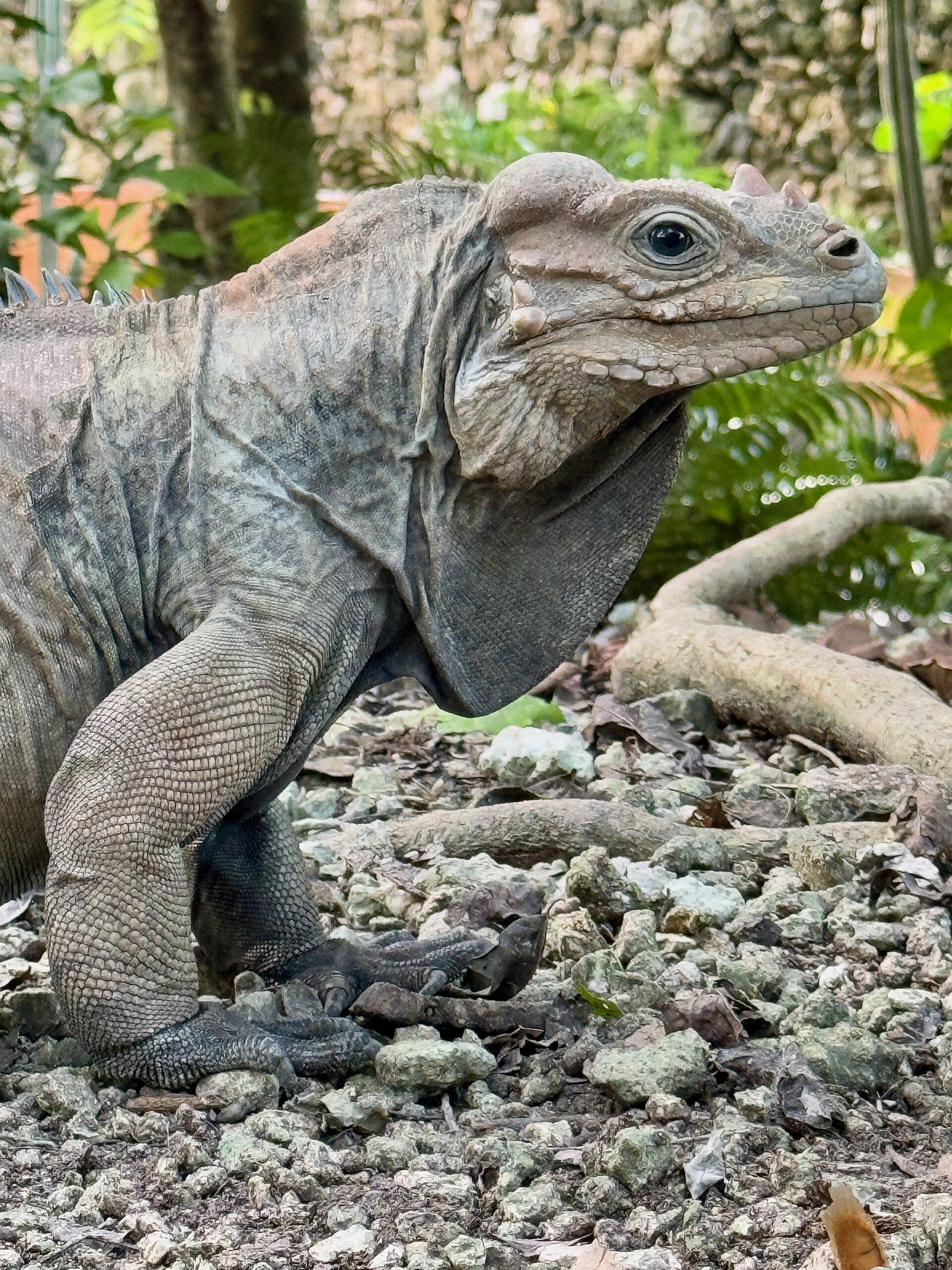 Iguanas_in_Punta_Cana Punta Cana Onde Fica? Seu Paraíso Caribenho em 2026!